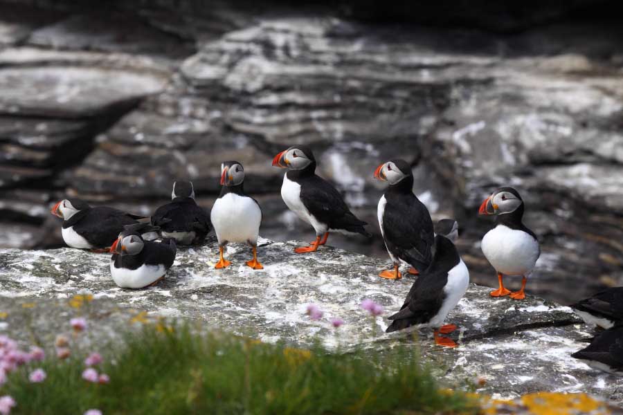 Puffins, Muckle Skerry
